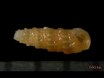 不明14