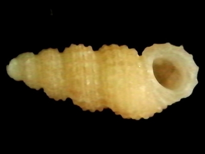 不明16