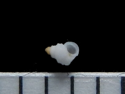 不明21