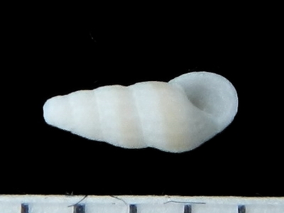 不明22