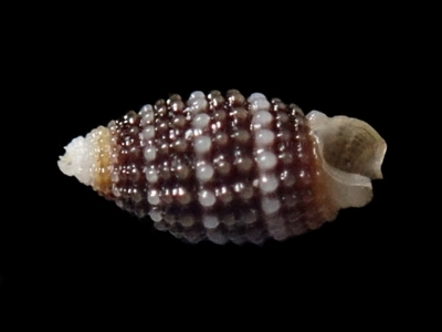 シロスジサナギチビカニモリ