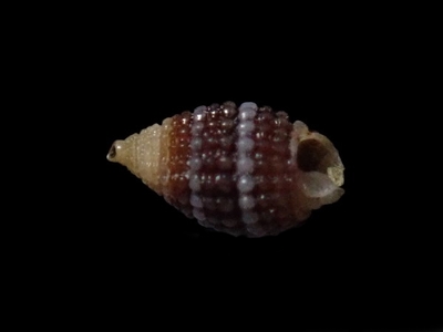 ミジンサナギチビカニモリ