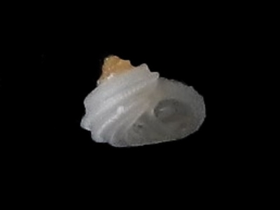 ミジンカブトシタダミ