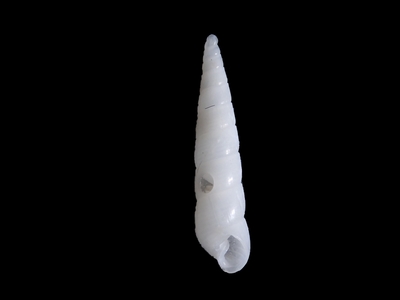 コヨウジクチキレ　?