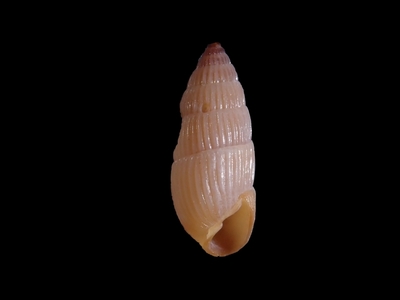 エンジサナギクチキレ　