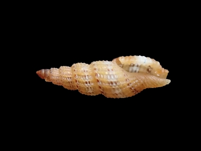 不明