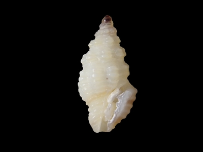 アラボリクチキレツブ ?
