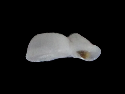 ウツブシシタダミ