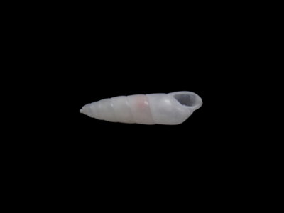 不明　1
