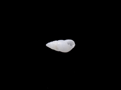 不明　2