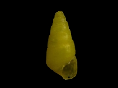 不明　4    (
