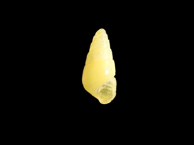 イオウクチキレモドキ