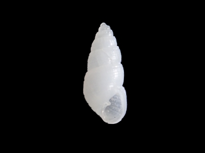 不明　7