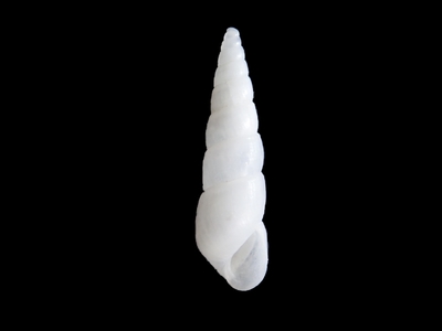 不明  8