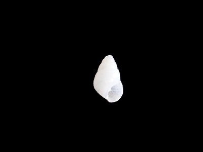 不明　9