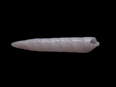 不明18