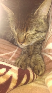猫の手