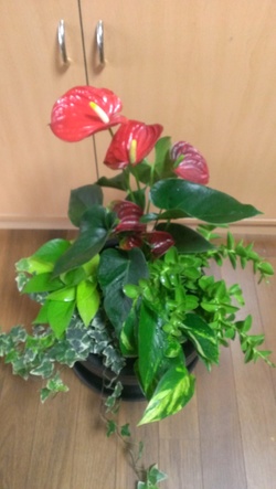 寄せ植え