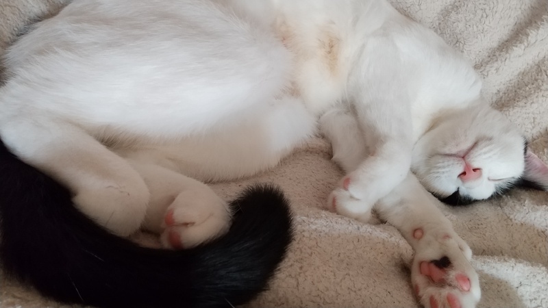 うしちゃん抜糸完了🐈