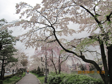 *桜・新年度