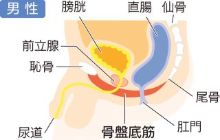 健康な体には大事な「骨盤底筋」画像