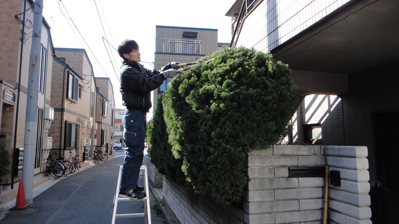 豊島区にて植木剪定のご依頼