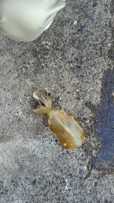 秋アオリ