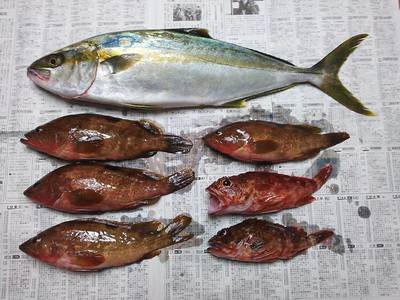マサ、アコウ