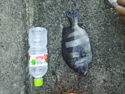 サンバ