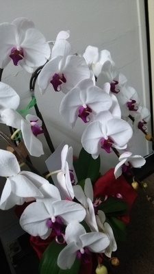蘭の花