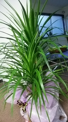 店内植物