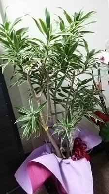緑が