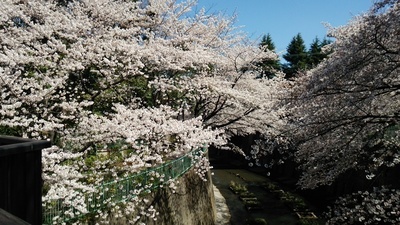 14石神井川の桜