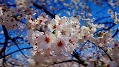 14石神井川桜のアップ