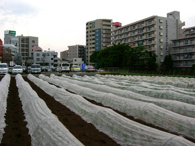 駅前の畑