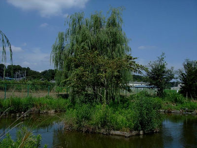 　　下宿ビオトープ公園