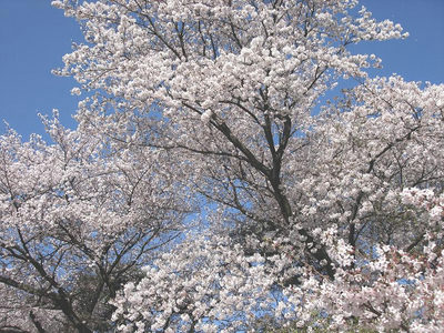 梅園１丁目の桜