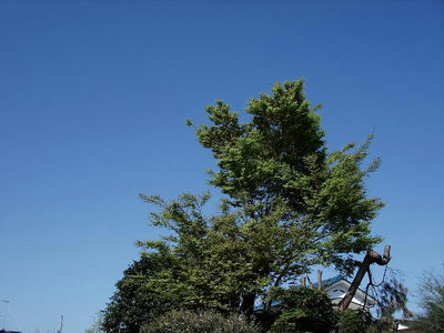 梅園