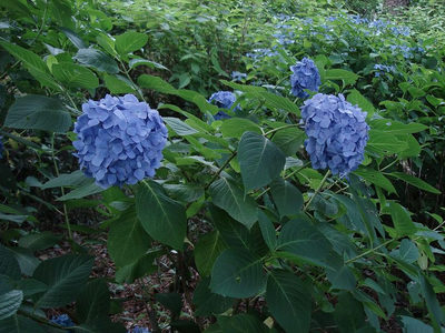 清瀬高校